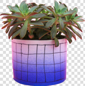 Flowerpot  HD Png Download