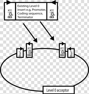 Golden Gate Cloning Level 1  HD Png Download