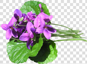 Violetas Png  Transparent Png