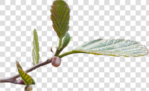 New Leaf Shoots Transparent Image Tree Image   Flower Leaves No Background  HD Png Download