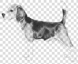 Beagle   Dog Breeds Az  HD Png Download