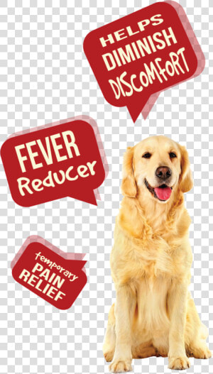 Dog Pain Aid R1   League Of Their Own Quotes  HD Png Download