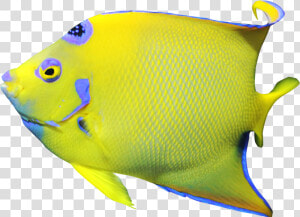 Angelfish  HD Png Download