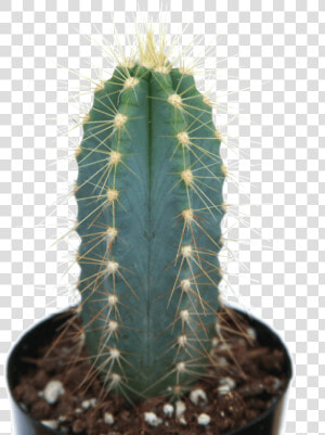 Pilosocereus Azureus Blue Torch Cactus Class   Small Blue Torch Cactus  HD Png Download