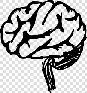 Drawing Transparent Brain   Drawn Brain Transparent  HD Png Download