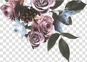 Floribunda  HD Png Download