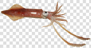 Examples Of Squid   Png Download  Transparent Png