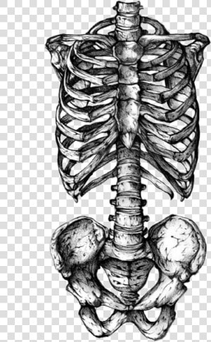 Rib Cage Human Skeleton Human Skull Symbolism Tattoo   Transparent Rib Cage Png  Png Download
