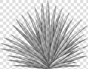 Agave Plant Black And White  HD Png Download