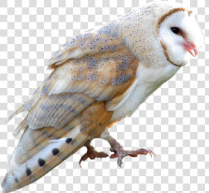 Transparent Owl Flying Png   Barn Owl Transparent Background  Png Download