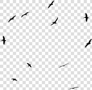  birds  black  effects  effect  animals  cute  circle   Flock  HD Png Download