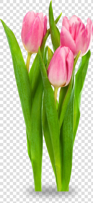 Tulip Bud Png   Transparent Tulips  Png Download