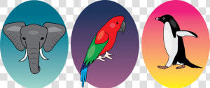 Transparent Honchkrow Png   Parakeet  Png Download
