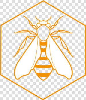 Transparent Beehive Png   Net winged Insects  Png Download