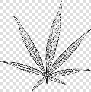 Leaf black And White plant botany hemp Plant monochrome   Weed Leaf Drawing Png  Transparent Png