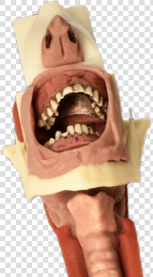 Burn   Tongue   Carcharhiniformes  HD Png Download