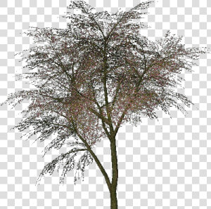 Árbol Del Amor   Cercis Siliquastrum Png  Transparent Png