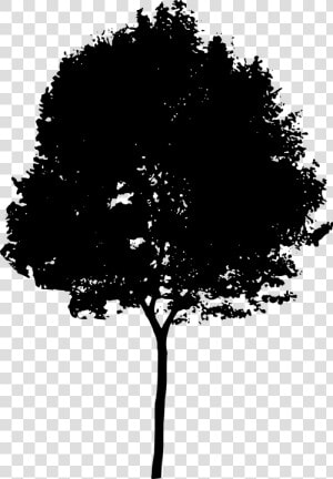 Tree  Bush  Nature  Leaves  Trunk  Silhouette   Architecture Tree Silhouette Png  Transparent Png