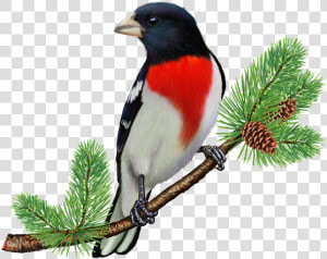 Free Clipart Rose Breasted Grosbeak  HD Png Download
