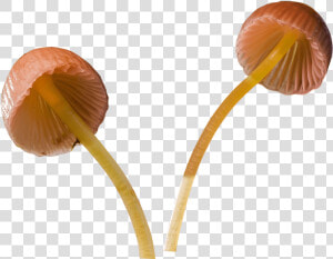 Mushroom Png   Transparent Background Mushroom Png  Png Download