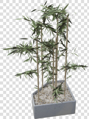 Houseplant  HD Png Download