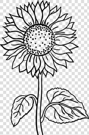 Flower  Black And White Flower  Line Art  Art Flower   Sunflower Flower Coloring Pages  HD Png Download