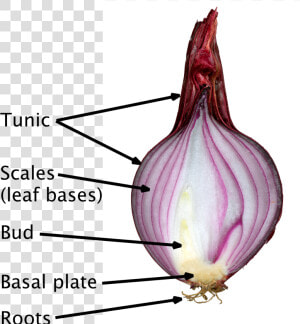 Cross Section Of Onion Bulb  HD Png Download