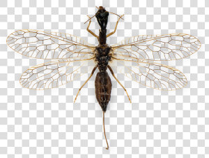 Net winged Insects  HD Png Download