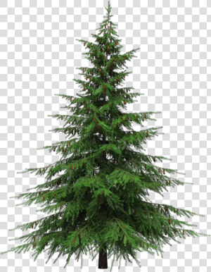 Healing Benefits Of Your Christmas Tree   Pine Tree Clear Background  HD Png Download