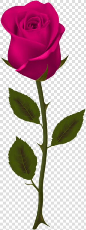 Free Png Download Pink Rose Png Images Background Png   Dark Red Rose Png  Transparent Png