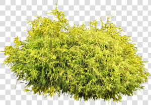 Bush Plant Png Image   Fir Tree And The Bramble  Transparent Png