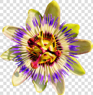 Passion Flower No Background  Hd Png Download   Png   Passion Fruit Flower Png  Transparent Png