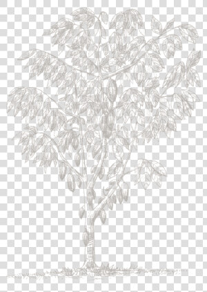 Gambel Oak  HD Png Download