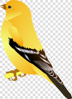 Finch Clip Art  HD Png Download