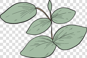 Eucalyptus Leaves Clipart  HD Png Download