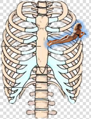 Rib Cage Human Skeleton Sternum Anatomy  HD Png Download