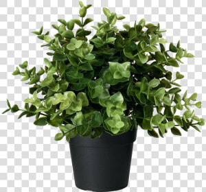 Flower flowering   Ikea Artificial Plant  HD Png Download