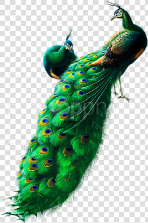Free Png Peacocks Png Images Transparent   Peacock Png  Png Download