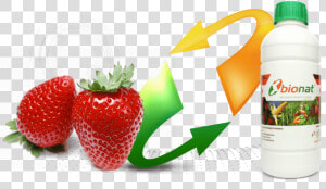 توت فرنگی به انگلیسی   Png Download   2 Strawberries  Transparent Png
