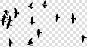 Silueta Aves Pajaros Freetoedit   Flock Of Birds Transparent  HD Png Download