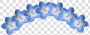  nemophila  blue  flower  crown  blueeyes   Hydrangea  HD Png Download
