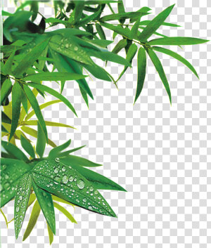 Realistic Bamboo Leaf Design Transparent Decorative   Bamboo Png Transparent  Png Download