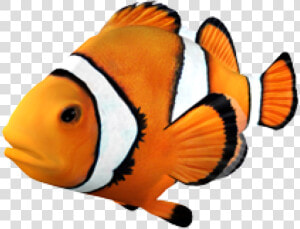 Goldfish Clownfish Angelfish Tropical Fish   Clown Fish Transparent Background  HD Png Download