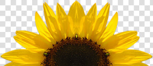Sunflower Png Download Image   Transparent Sunflower  Png Download