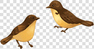 Finch  HD Png Download