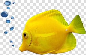 Fish Png Tropical   Hd Aquarium Fish Images Png  Transparent Png