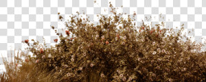 Bushes Png   Png Download  Transparent Png