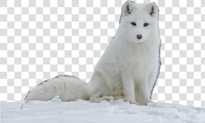 Samoyed   Arctic Fox Images Transparent  HD Png Download