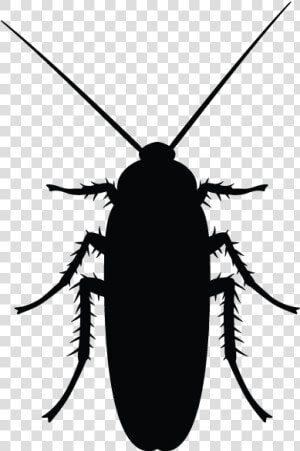 Minneapolis Pest Library   Cockroach Black And White  HD Png Download