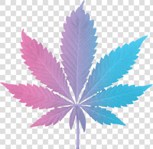 Paradiso Gardens Indica Hybrid Leaf  HD Png Download